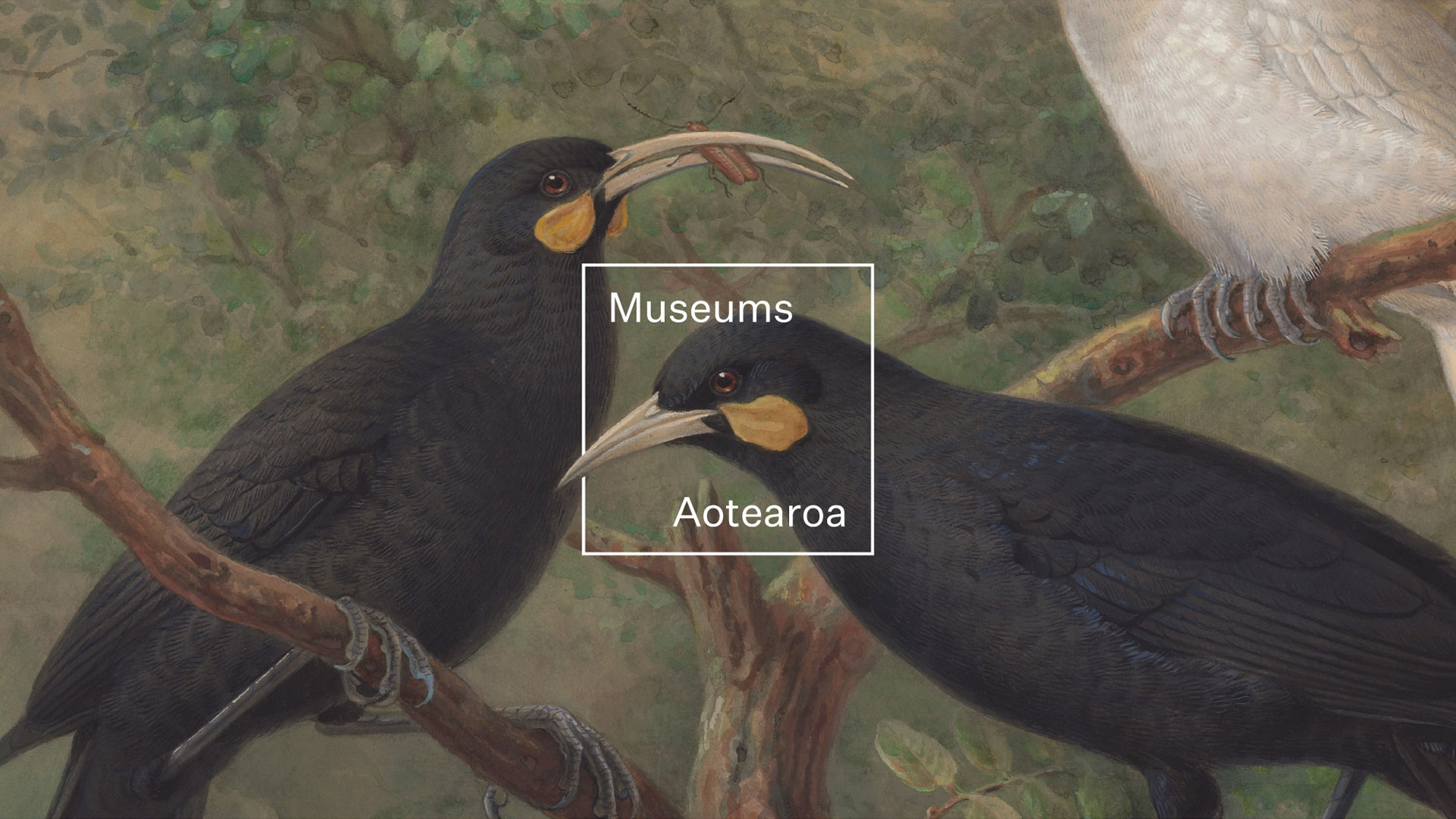 Museums Aotearoa Identity